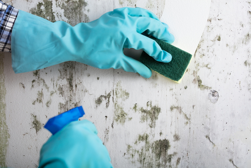 Preparing to Remove Mold and Mildew